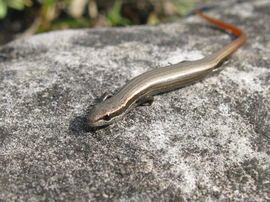 IMG_5703_-_Copy-1024x767