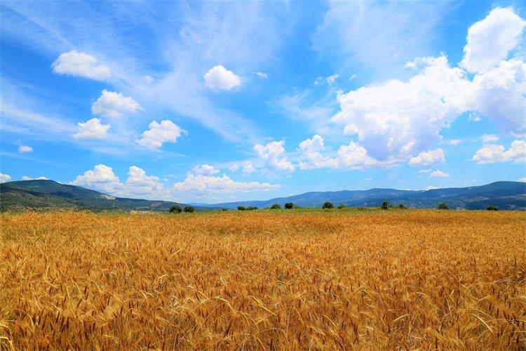 wheat-ga02b8c863_1920