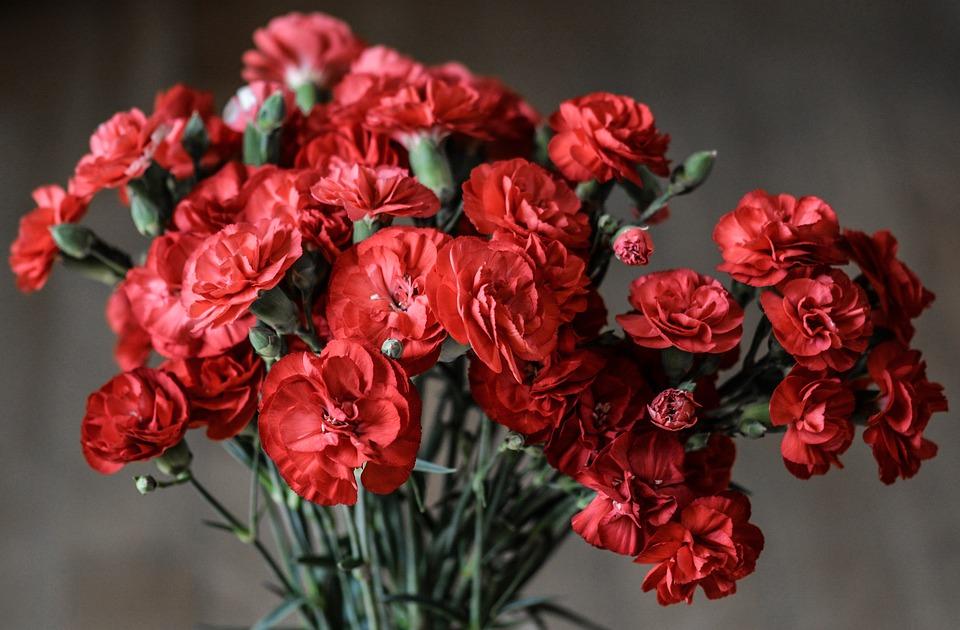 carnation-1488929_960_720