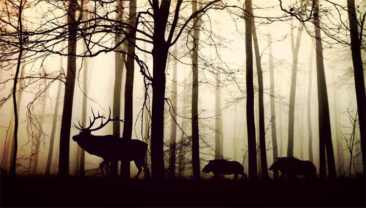 animals-g082ae767b_1920