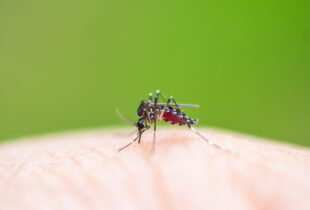 Mosquito sucking blood
