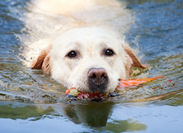 dog-1196417_1280