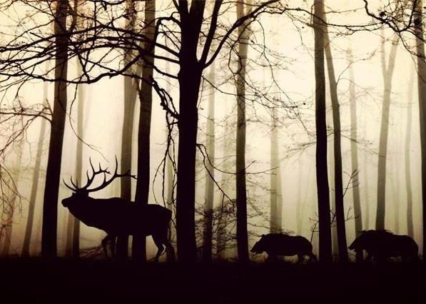 animals-g5c5fa8ecd_190
