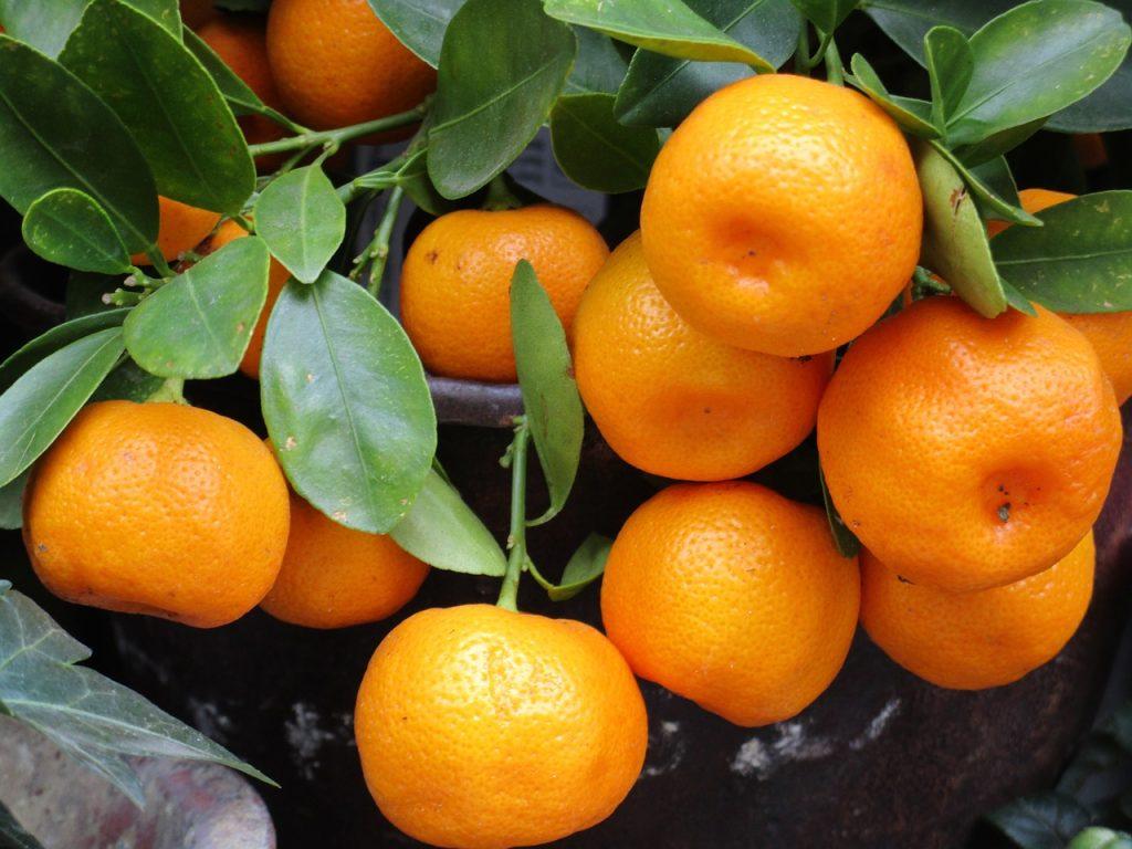 mandarin-1756766_1280