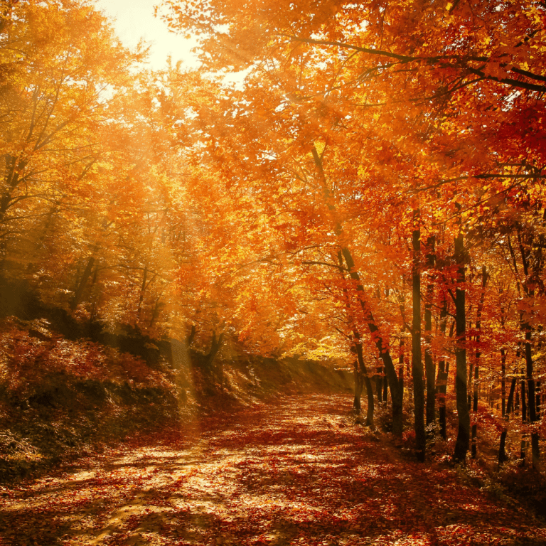 Orange Brown Bold Happy Autumn Greeting Leaves Instagram Post