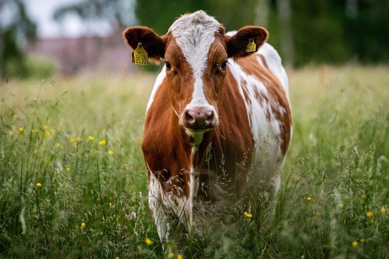 cow-6360406_960_720