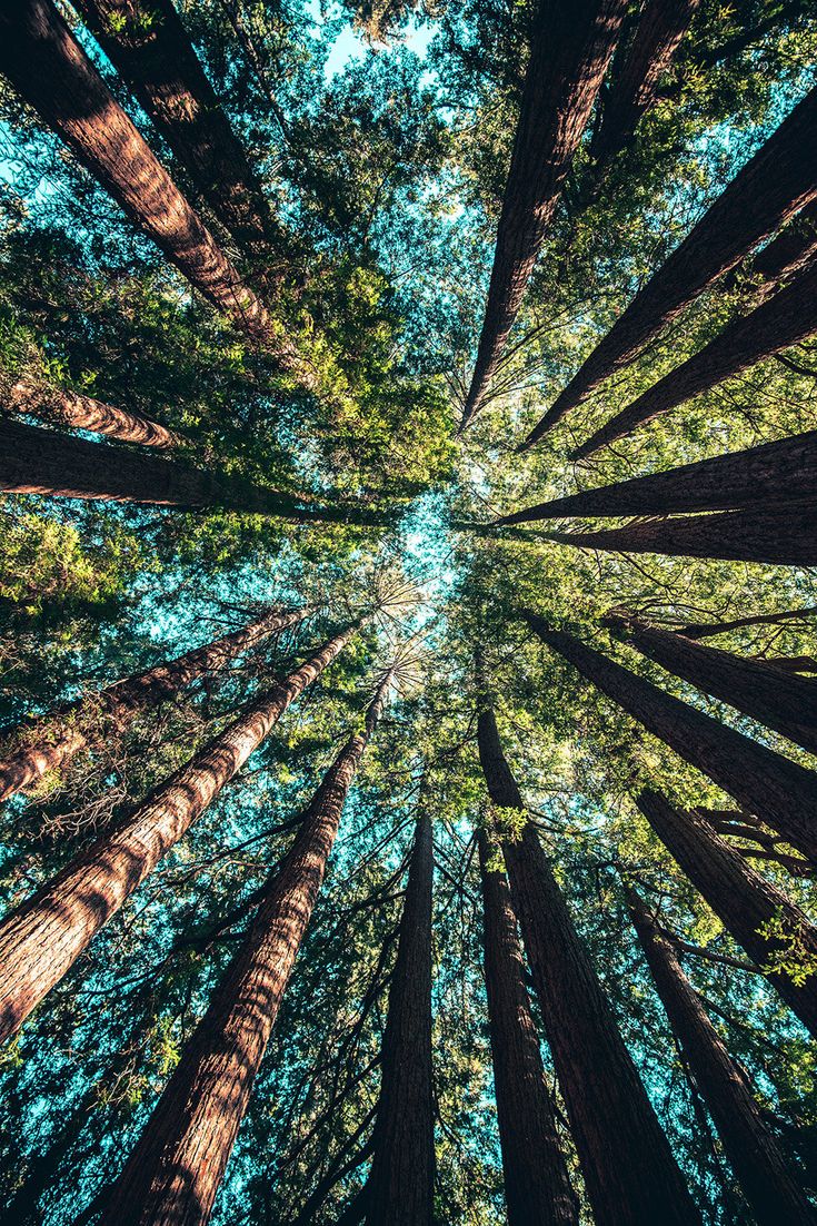wood