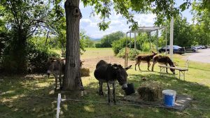 IMG_20250712_150658