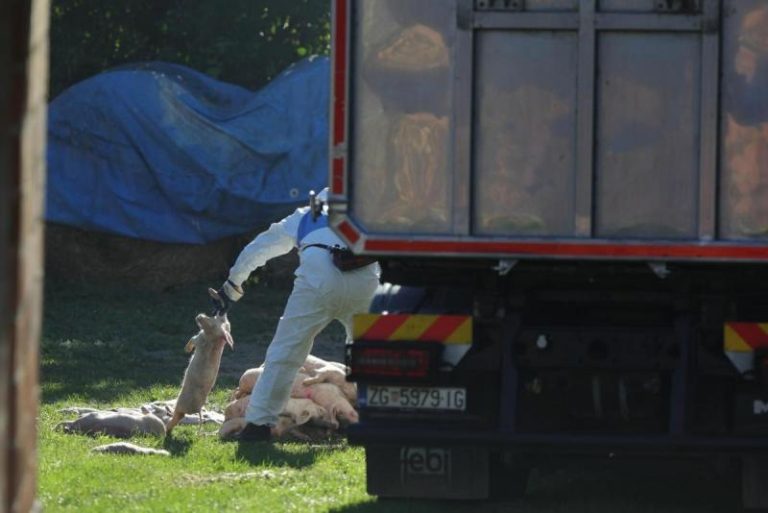 Foto: David Jerkovic/PIXSELL