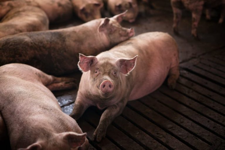group-pigs-domestic-animals-pig-farm-950x634