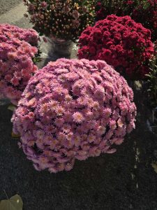IMG-5ba560ffcced8288097ccbbde7d16540-V