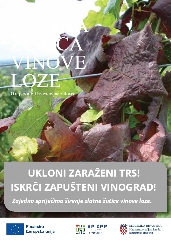 Zlatna_zutica_vinove_loze_letak (2)