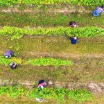 vinograd3
